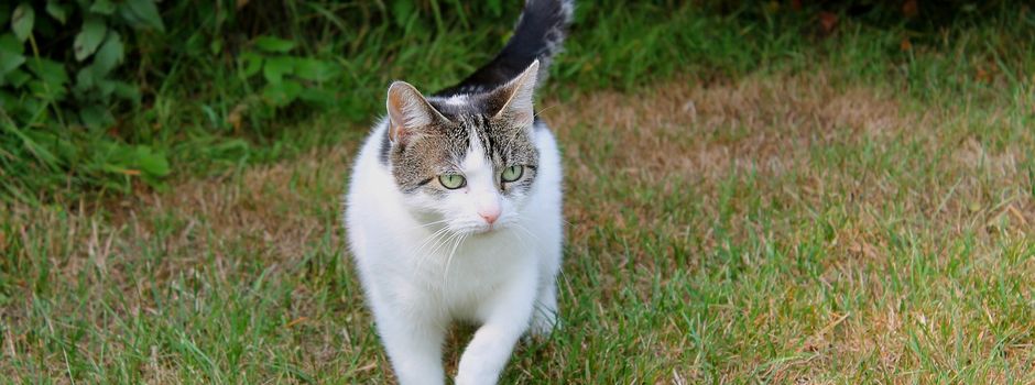 Freigänger Katzen in Herzebrock-Clarholz müssen kastriert werden