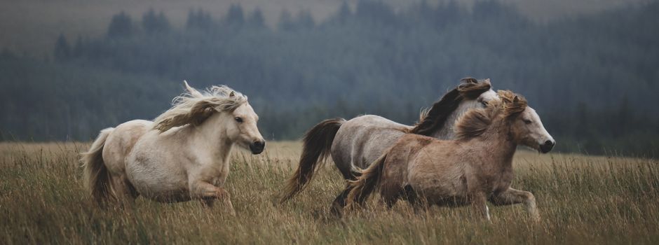 Ausflug zu den Dülmener Wildpferden: Heimatverein Clarholz lädt Familien ein