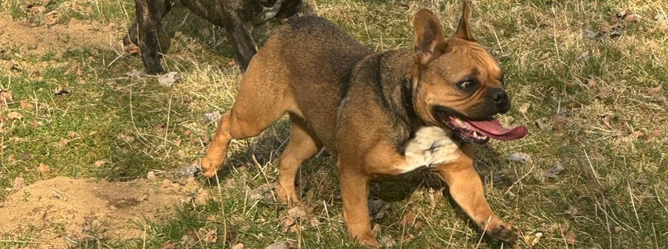 Frei laufende Hunde