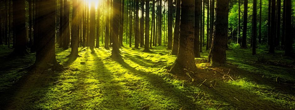 Führung durch den Ruhewald Nottensdorf