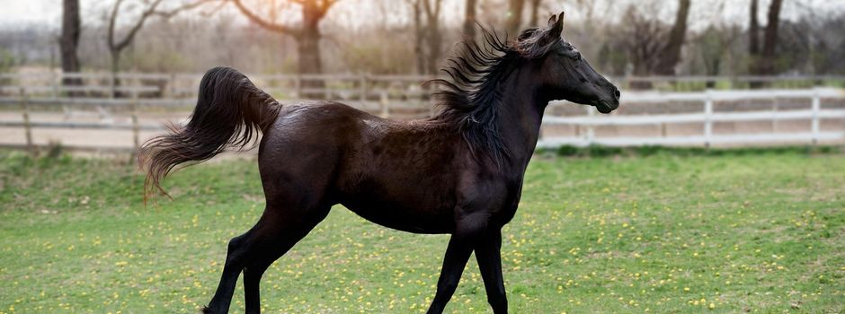 Bekanntmachung der Tierseuchenkasse