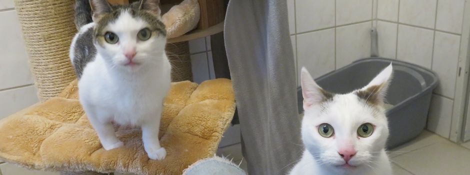 Weihnachten im Tierheim