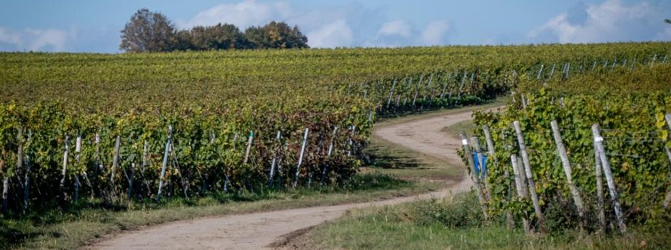 Diese Hiwweltouren gibt es in Rheinhessen