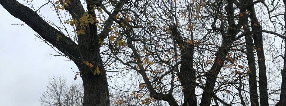 Äste drohen abzustürzen: Sperrung am Oppenheimer Friedhof