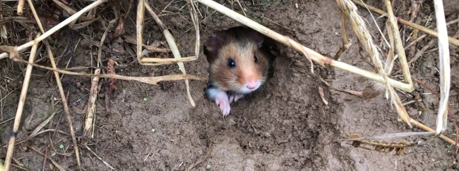 „Alarmierende Zahlen“: So steht es um den Feldhamster in der Region