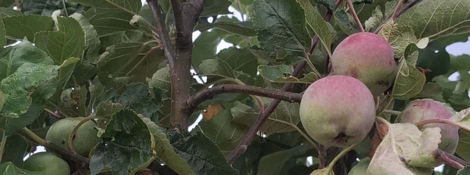 Fünf Apfelsorten auf einem Baum