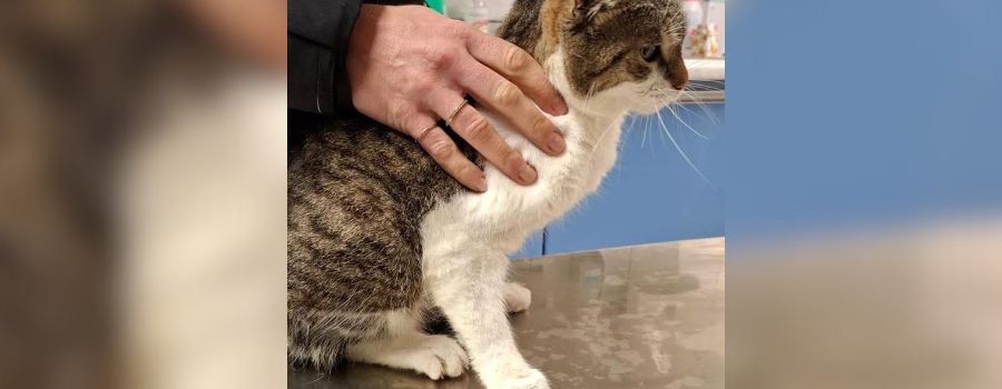 Wormser Tierheim „fassungslos“: Katze mit gebrochenem Becken ausgesetzt