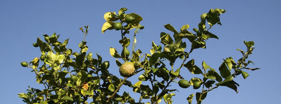 Obstbäume für Kinder