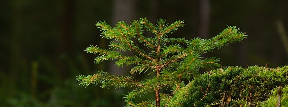 Jeder Baum zählt!