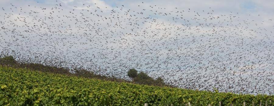 Schutz für die heranreifenden Trauben: Weinbergshut in Nierstein und Schwabsburg startet