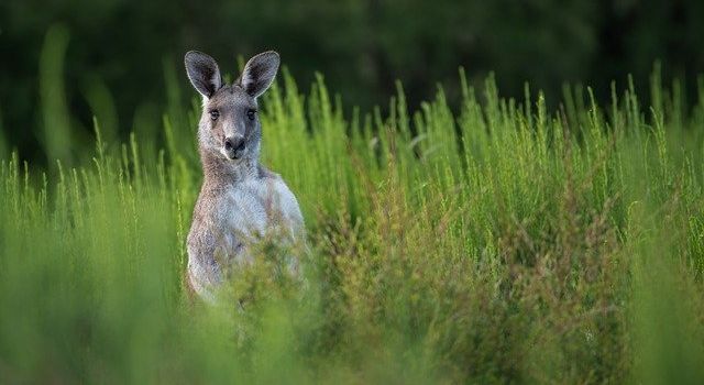 Augsburger Stauden-Känguru erneut gesichtet