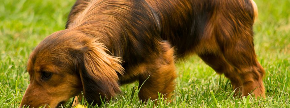 Ein kleines Kaugummi – ein großes Problem für Natur und Vierbeiner