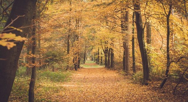 5 Dinge, die den Waldspaziergang schöner machen