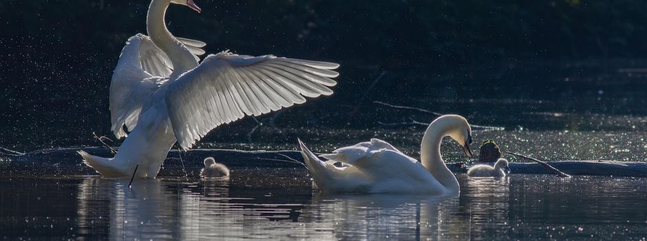 Vogelgrippe im Bodenseekreis nachgewiesen: Vorsorgemaßnahmen und Registrierung von Geflügelhaltungen dringend nötig