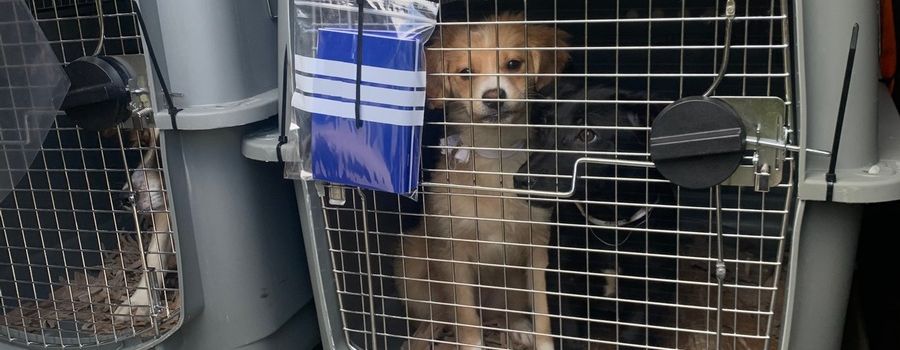 Tiertransporter auf A61 gestoppt: Fahrer muss Strafe zahlen