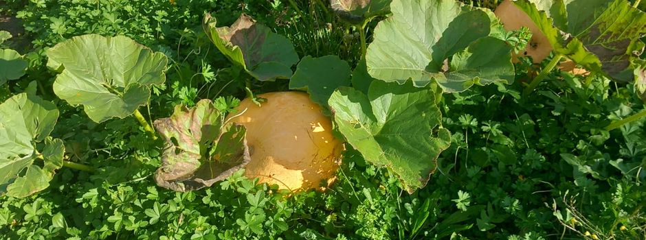 Gute Aussichten für den Kita-Zwergengarten