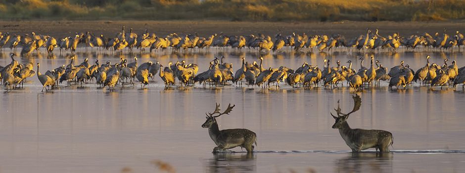 Beeindruckende Tierwelt des Darß: Foto-Sonderausstellung von Mario Müller in Born