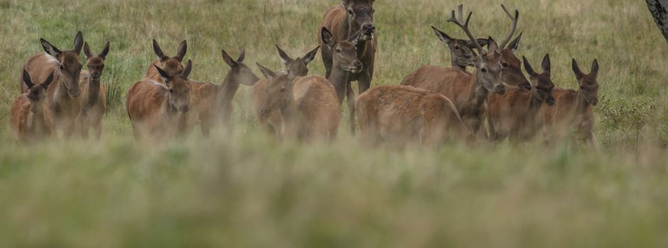 Bekanntmachung zur Versammlung der Jagdgenossenschaft Sadelkow