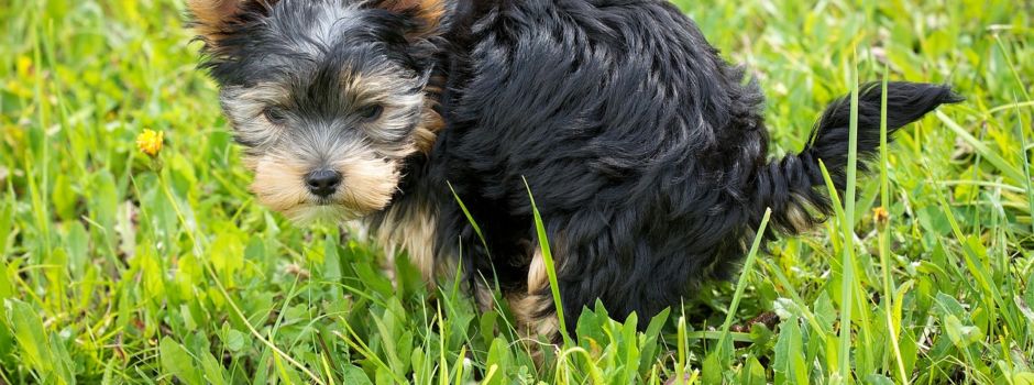 Entsorgung des Hundekots
