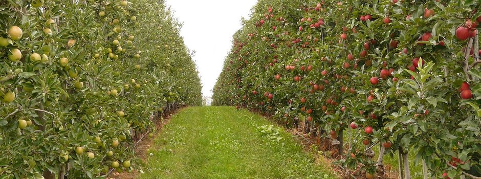 Obstbaum-Bestellaktion 2026