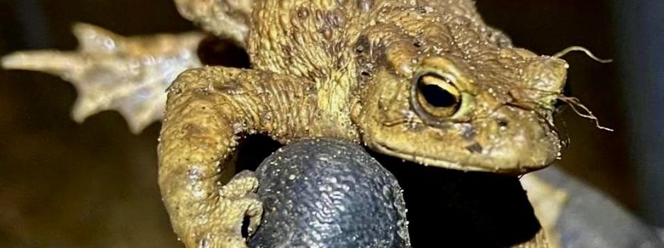 Amphibienretter dringend gesucht!