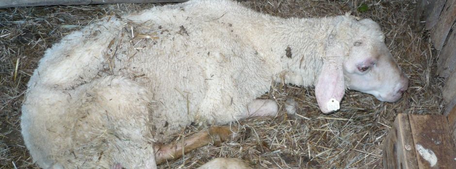 Blauzungenkrankheit: Tierseuche in bislang 38 Betrieben nachgewiesen