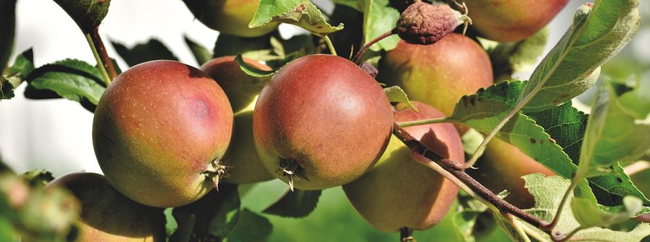 Streuobstwiese der Gemeinde