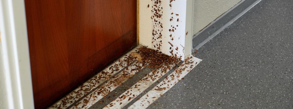 Kakerlaken-Plage in Mainzer Hochhaus: Bewohner fliehen aus ihren Wohnungen