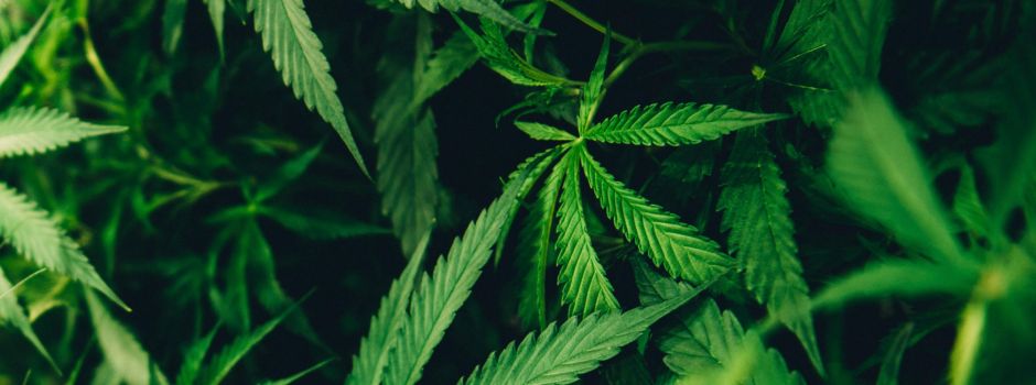 Alles, bloß kein THC: Hier bekommt ihr in Augsburg Hanf