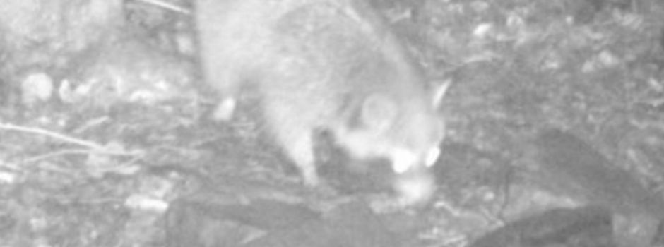 Rätselhafte grüne Kästen? Fallenjagd in Niedernhausen soll Waschbär-Bestände verkleinern.