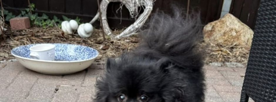 Wer vermisst seinen Hund?
Die Besitzerin konnte ausfindig gemacht werden! 👍