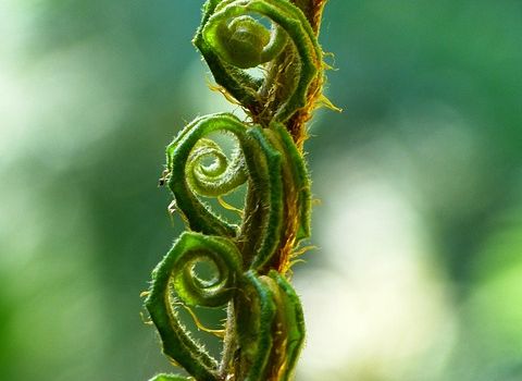 Qi Gong Kurs "Natürlich Fit” im Alten Forsthaus Germerode