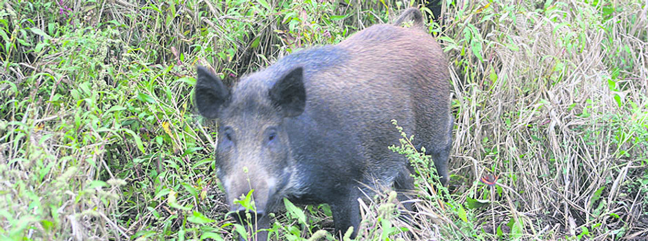 Warnung vor der Afrikanischen Schweinepest
