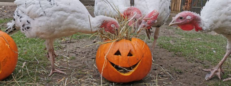 Tiergarten Worms veranstaltet Herbst-Aktionen