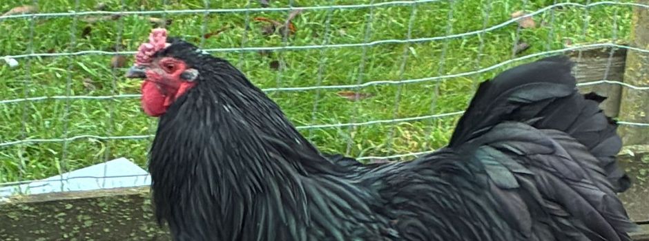 Geflügelpest - Tierseuchenrechtliche Allgemeinverfügung