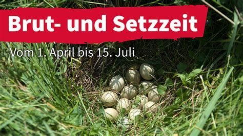 Rücksicht im Frühling: So schützen wir die heimischen Wildtiere während der Brut- und Setzzeit