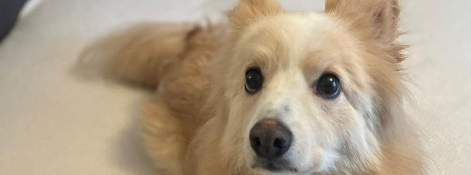 Treffen der Haustierhilfe-Heidekreis