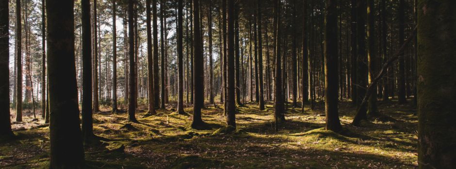 Ein Zelt am Moritzplatz zeigt uns den Wald der Zukunft