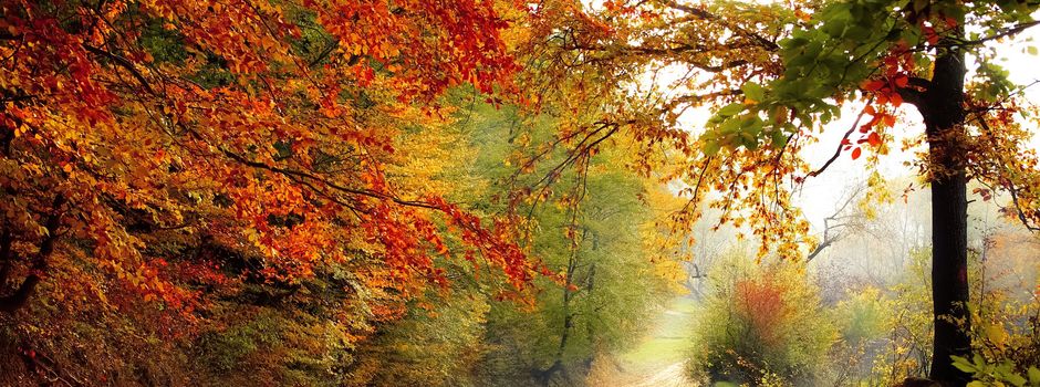 Aufruf zur Vorsicht beim Waldspaziergang