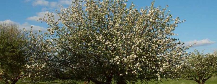 Herzebrock-Clarholz soll erblühen!