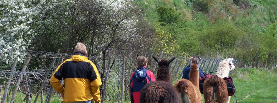 Mit dem Lama unterwegs in Rheinhessen - Lamatrekking in Dorn-Dürkheim
