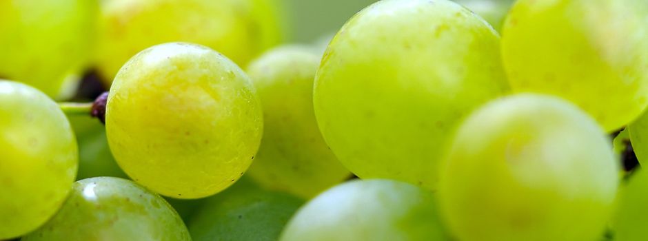 In Serrig können wir nicht nur Wein, sondern auch Unternehmertum