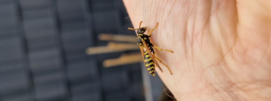 Seltene Wespenart lebt in Niederkassel