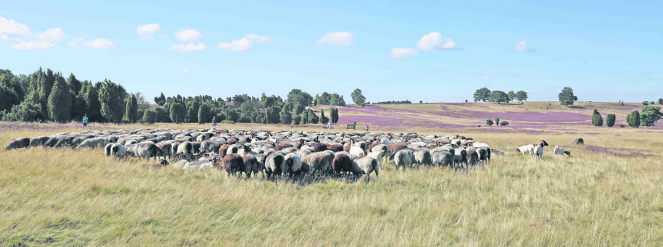 Urlaub in der Heide ist „in“
