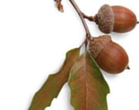 Jagdgenossenschaft Uthleben lädt ein