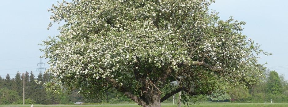 Streuobstwiesen zu verpachten
