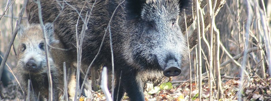 Afrikanische Schweinepest: Gibt es Auswirkungen auf Niedernhausen?