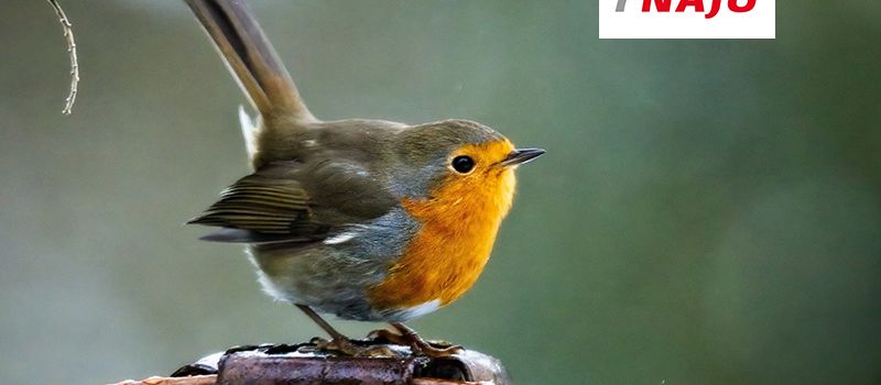 Sind schon alle Vögel da?