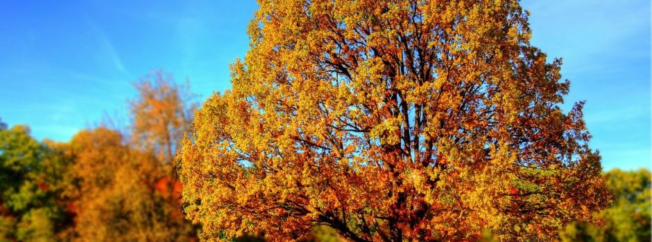 Herbstferien-Programm in der VG Rhein-Selz bereits in Vorbereitung