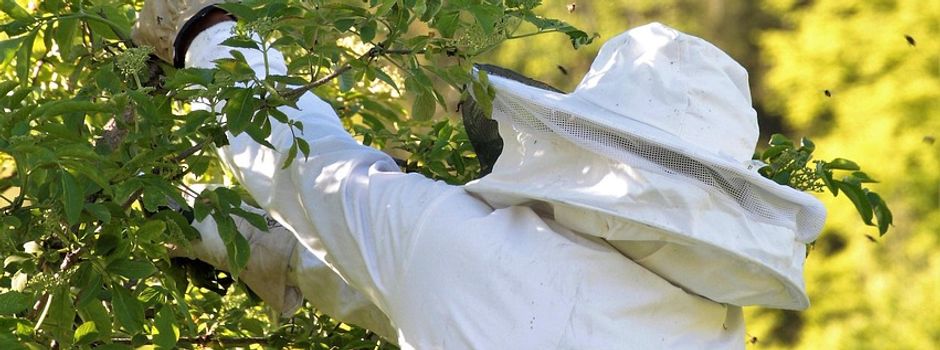 Asiatische Hornisse breitet sich aus‼️